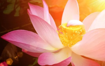 Australische Buschblüten Therapie